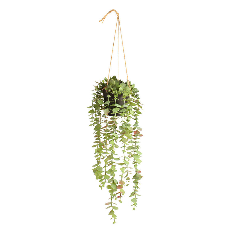 Eucalyptus in Plastic Hanging Pot White 50cm