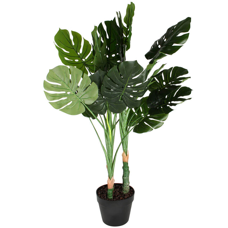 Monstera-Pflanze im Plastiktopf